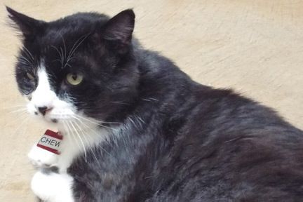 Adopt a friend: Chewy